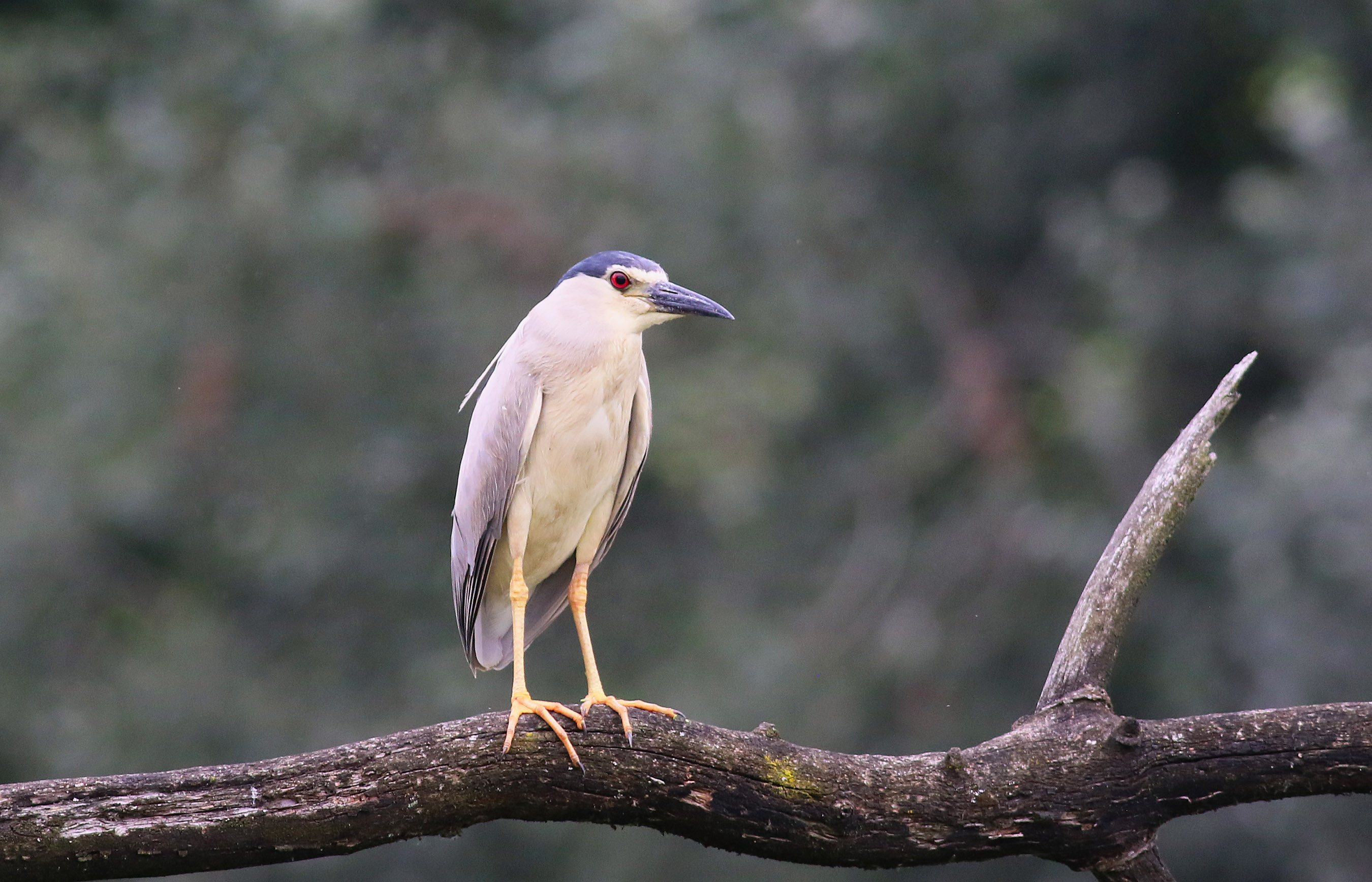Black-crowned Night-Heron